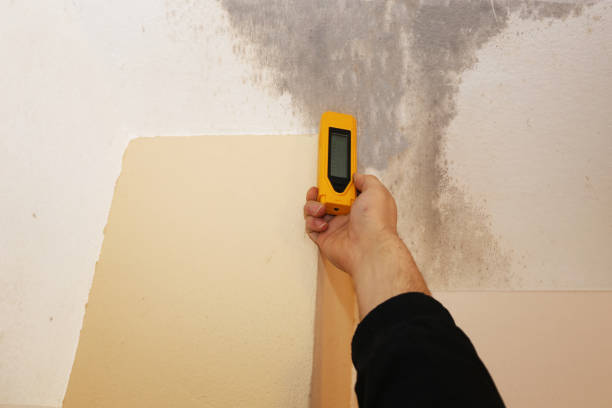 Reliable Dundas, MN Mold Removal Solutions