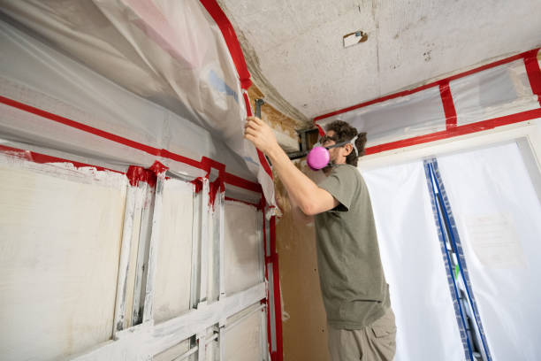 Best Basement Mold Removal  in Dundas, MN