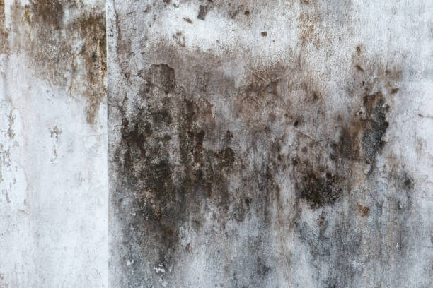 Best Air Quality Testing for Mold Spores  in Dundas, MN