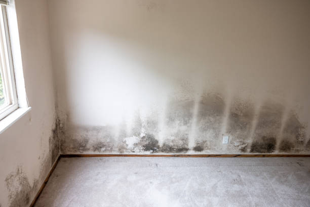 Best Mold Damage Restoration  in Dundas, MN